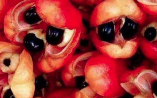世界上最恐怖的水果——西非荔枝果