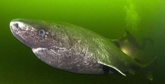 最长寿的脊椎动物格陵兰鲨鱼，156岁后才开始找对象