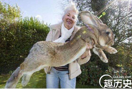 世界上最大的兔子，大流士兔子(长达1.22米/重45斤)