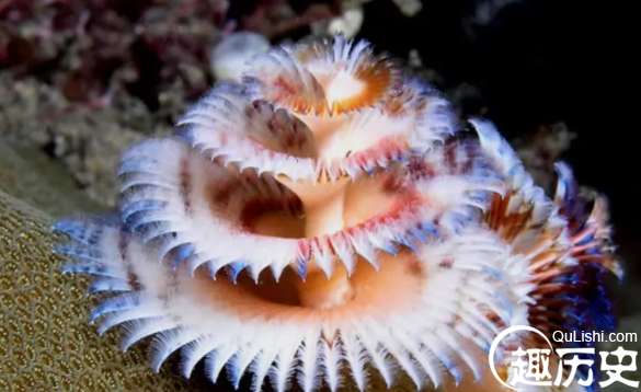 盘点世界上色彩最鲜艳的十个水生动物，皮皮虾上榜