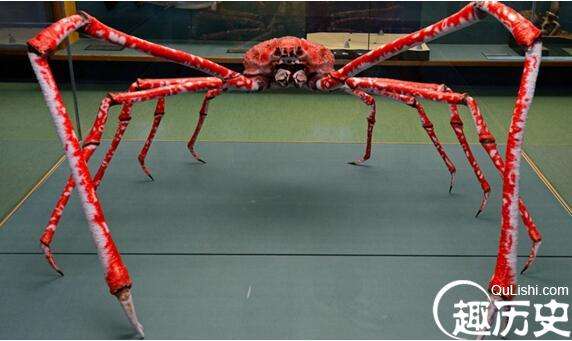 世界上最大的螃蟹，日本巨型杀人蟹蜘蛛蟹又被称之为高脚蟹