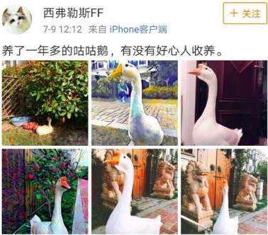 大学“录取”了一只鹅是怎么回事？上海海事大学的“操作”超出人们想象