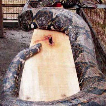 世界上最重的蛇——长10米重1吨的巨蟒