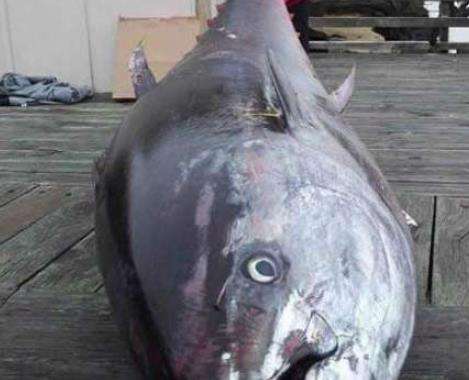 世界上最大的金枪鱼，巨型金枪鱼重达834斤