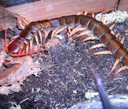世界上最毒的蜈蚣——哈氏蜈蚣