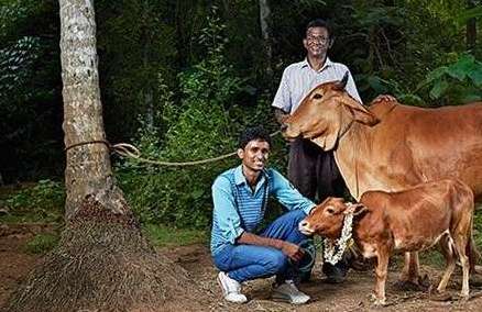 世界上最矮的牛——仅高61厘米