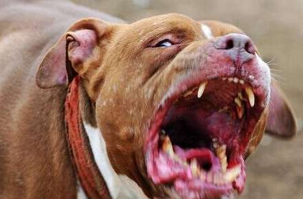 世界上最凶猛的狗排行 意大利护卫犬排行第七