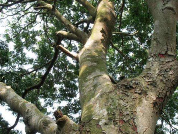 世界上最重的树，铁力木每立方米重达1122公斤