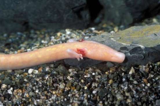 洞螈图片简介：洞螈长大后的图片，洞螈是什么生物
