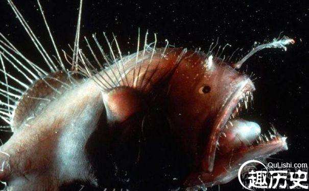 鮟鱇鱼或许是世界上最奇特也最迷人的海洋生物之一