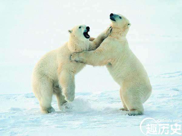 世界上皮毛最保暖的动物—北极熊（零下几十摄氏度仍然能够活动自如）