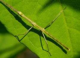 竹节虫是世界上最长的昆虫一般长度为10-20厘 米,最长的达33厘米