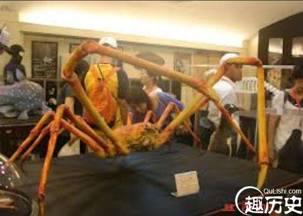 世界上最大的蟹 日本高脚蟹，体呈紫红色,头胸甲形似葫芦