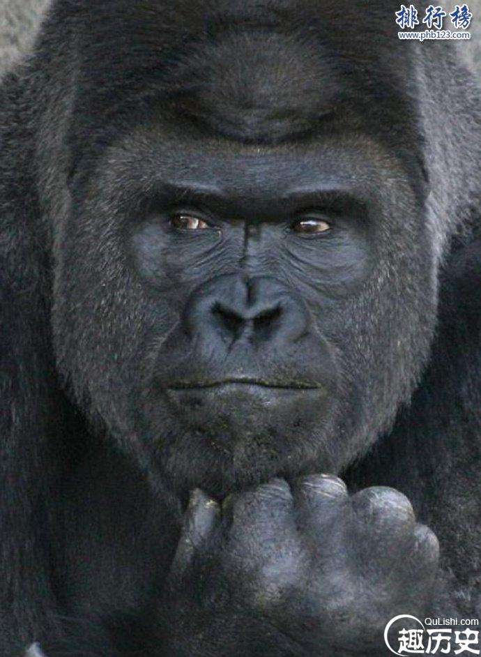 日本史上最帅大猩猩沙巴尼 女粉最多 网友：可以出道了