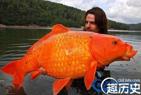 庞然大物，世界上最大的金鱼，重13.61公斤