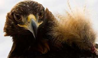 世界上最残酷的熬鹰，鹰是怎么被人驯服的？