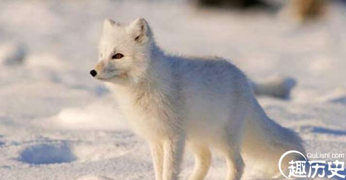世界上最漂亮的狐狸，北极狐的雪白绒毛会随季节变色
