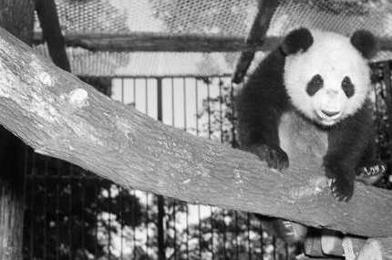 中国第一只活着抵达美国的大熊猫，竟为中国熊猫带来了一场灾难