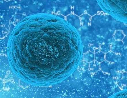 中国首创人造单染色体真核细胞，16条染色体合成一条