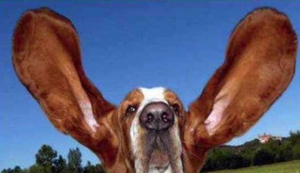 世界上耳朵最长的狗，一只叫Harbor的黑棕猎熊犬耳朵长34.3厘米