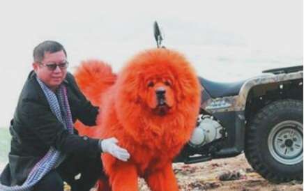 世界上最贵的狗--纯红藏獒 商人以1580多万买