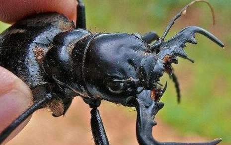 大王虎甲——世界上最大的食肉甲虫