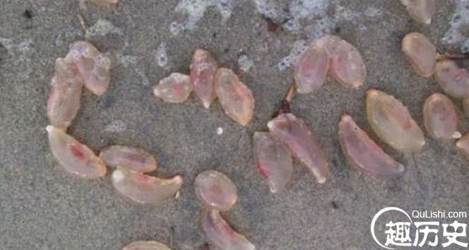 美国海滩出现神秘“外星人的蛋”，这是要来“占领地球”吗？