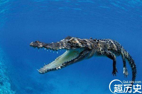 咸水鳄是现在世界上最大的鳄鱼也是最大的爬行动物！