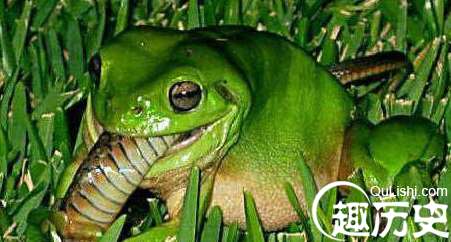 爱吃蛇的青蛙，巴拿马原始丛林食蛇蛙