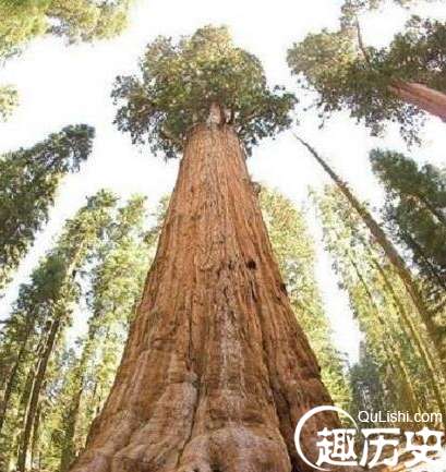 世界上最大的树：雪曼将军树高83.8，周长31米