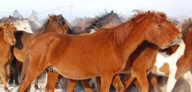蒙古马的体型矮小，为什么蒙古骑兵却能战胜欧洲骑兵？