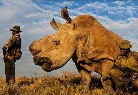 世界上最大的犀牛——白犀牛 被40名持枪部队24小时保护