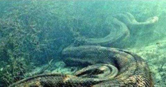 世界上寿命最长的蛇，绿茸线蛇活了1687岁