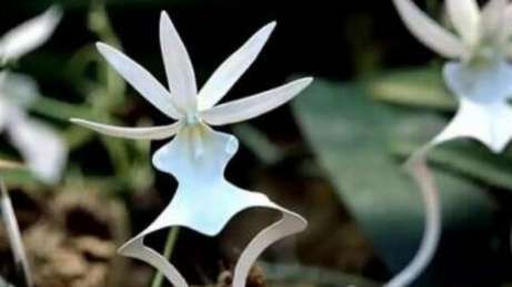 世界上最高贵神秘的花——来自的古巴幽灵兰花