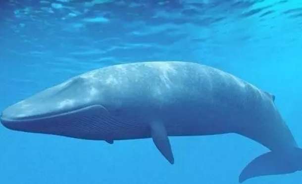 盘点10个有趣的冷知识，鲸鱼血管粗到能让小孩游泳