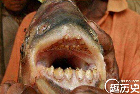 世界上最奇葩的人齿鱼，专咬男人睾丸对女人不感兴趣？