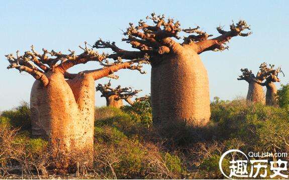 世界上寿命最长的树，猴面包树(最老的竟已有5500岁)