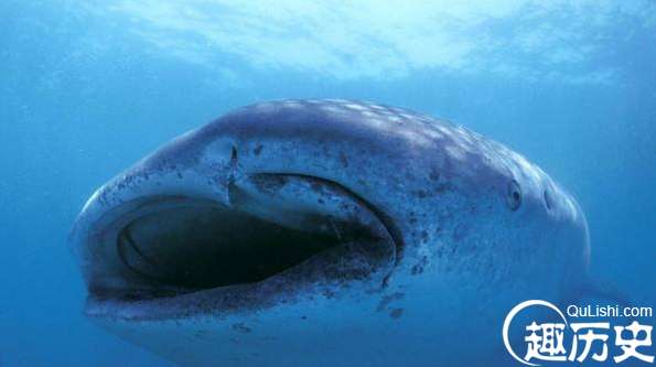 巨无霸，世界上最大的鲨鱼，鲸鲨体长可达20米体重25吨