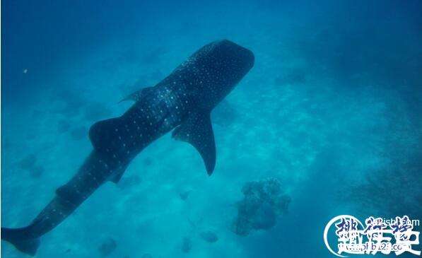 巨无霸，世界上最大的鲨鱼，鲸鲨体长可达20米体重25吨