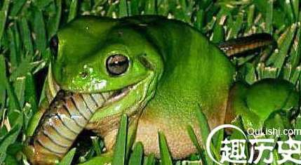 爱吃蛇的青蛙，巴拿马原始丛林食蛇蛙