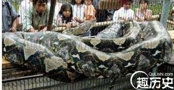 世界上最大的蛇是什么蛇，印尼巨蟒重达894斤