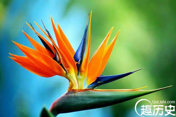 世界上最美的花，天堂鸟花绝对是大自然的神来之笔