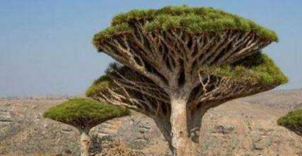 世界上寿命最长的树在哪里 树的年龄有多大