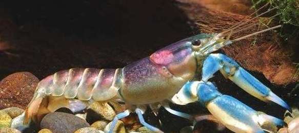 世界上最美的龙虾——七彩的银河系小龙虾