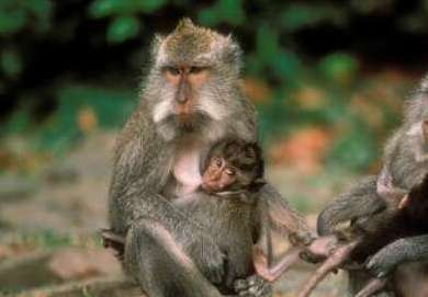 世界上最珍稀的猴子——食蟹猴