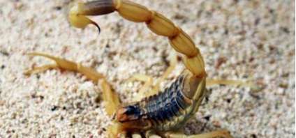 世界上第一毒蝎 以其凶残的习性和剧毒的尾刺闻名于世