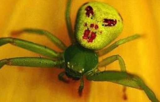 世界上最诡异的蜘蛛——人面蜘蛛