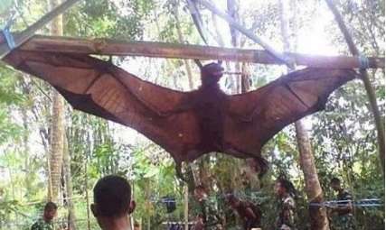 世界上最大的蝙蝠——马来大狐蝠 翼展超两米