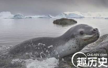 世界上最凶猛的海豹，吃海豹的豹形海豹