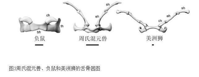 科学家发现的混元兽是什么物种 混元兽是什么动物